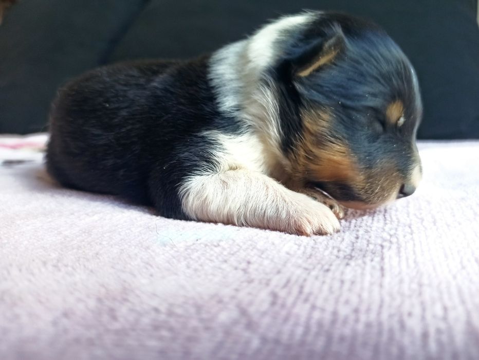 Owczarek szetlandzki sheltie tricolor sunia