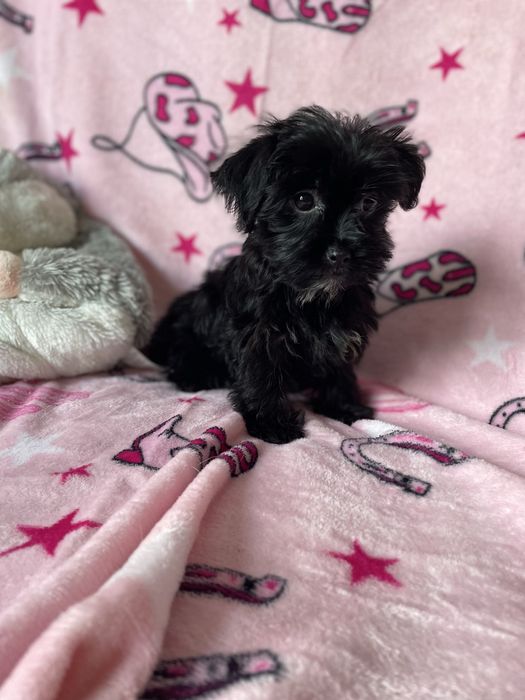 York yorkshire terrier black sunia