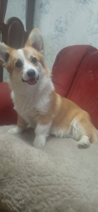 Рижі з білим цуценята коргі пемброк