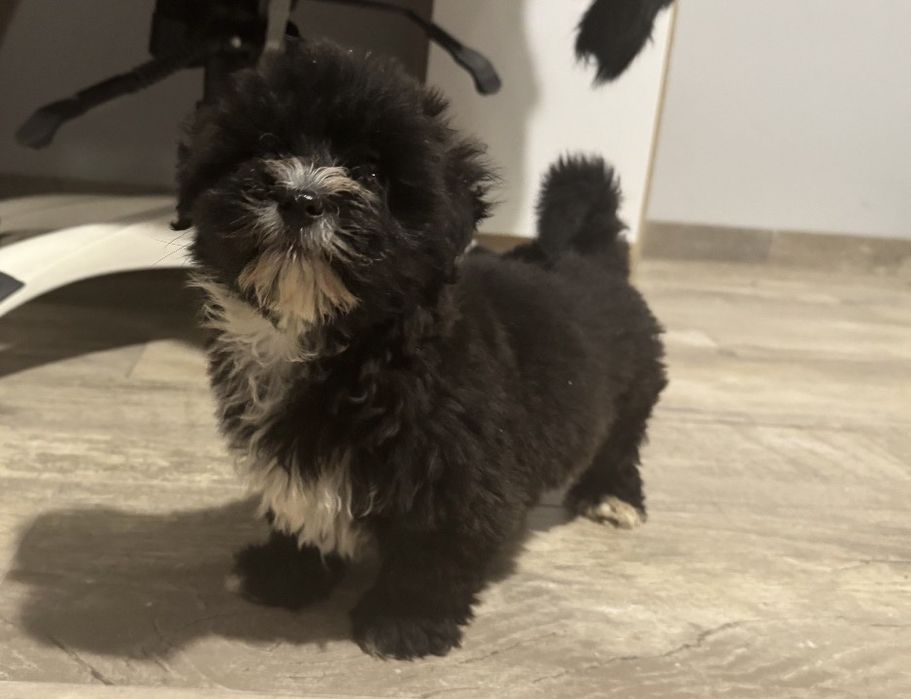 hawańczyk piesek do odbioru havanese