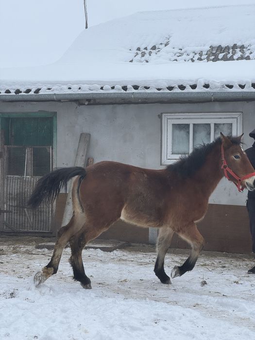 Продається лошадко