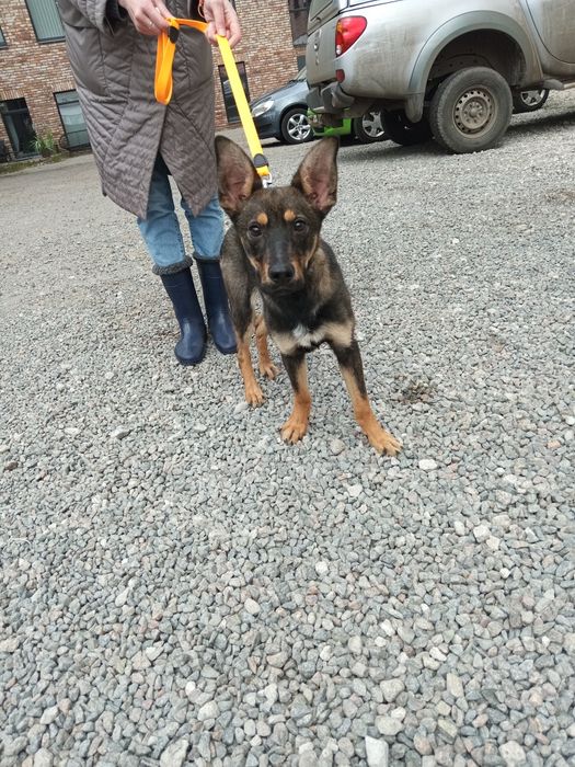 Отдается в добрые руки