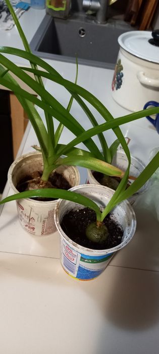 Продам лук индийский