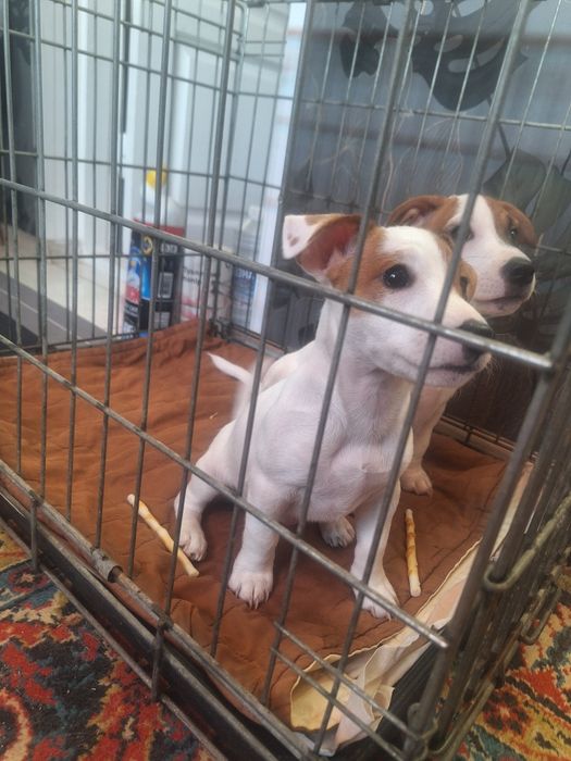 Два прекрасних цуценята Джек Рассела)))з 2ма вакцинами