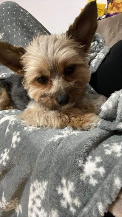 Strzyżenie i pielęgnacja psów i kotów hotel dla zwierząt