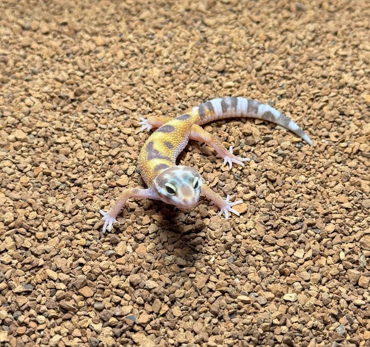 Gekon lamparcci Eublefar- mlode oraz podrostki