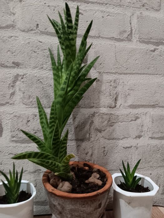 Продам алое строкате .