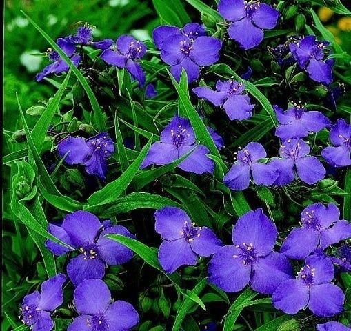 Садові квіти для саду