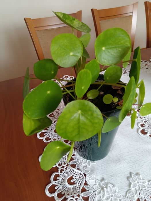 Kwiat doniczkowy - pieniążek