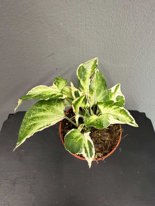 Syngonium Starlite
