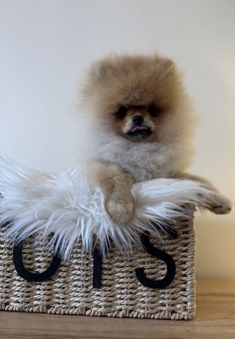 Szpic miniaturowy / pomeranian obłedny miś  GWIZDA FCI