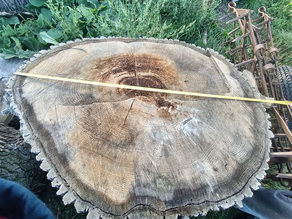 Grube plastry z drewna dębowego – średnica ok. 120 cm