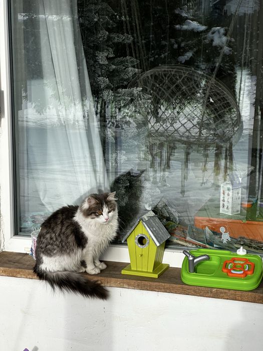 Кошенята, коти,котики