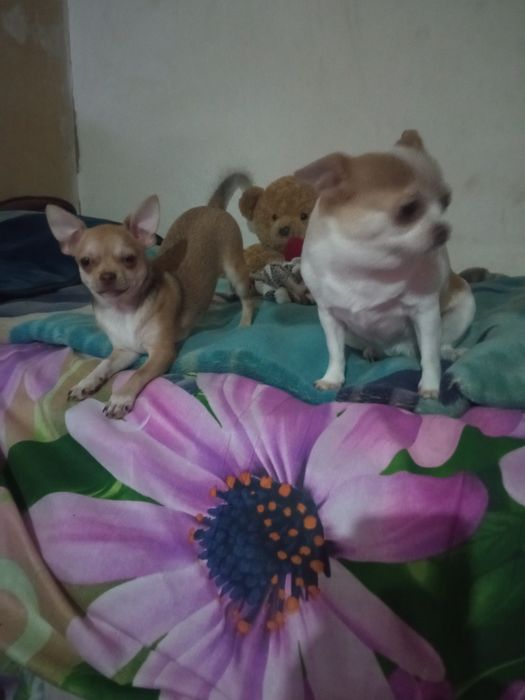 Питомник чихуахуа ,"Bright Star"