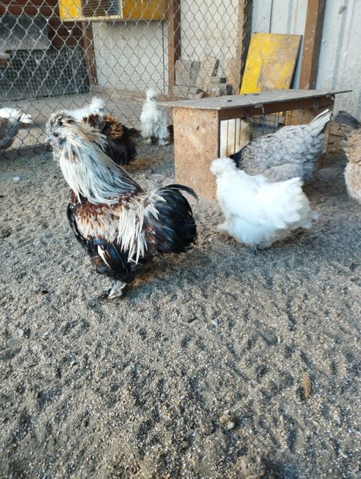 Pary silek satynowych i jedwabistych