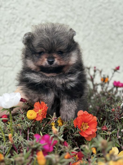 ляльковий Ведмедик шоу классу