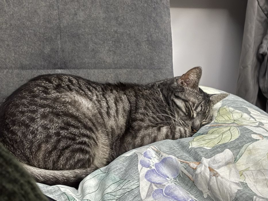Kotek shiroo - do adopcji