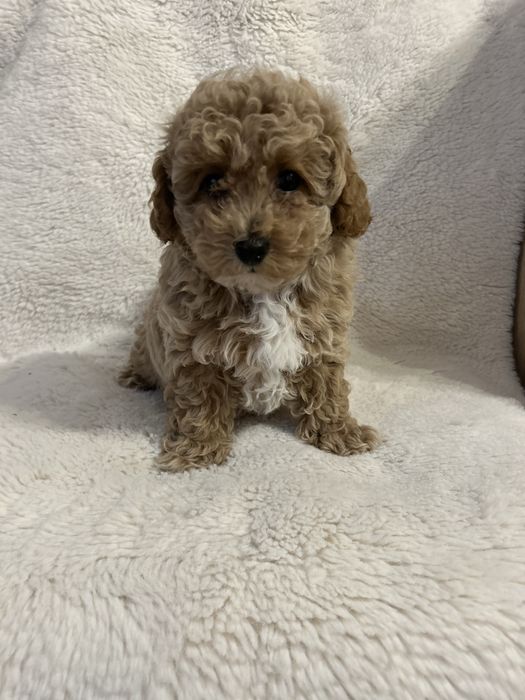 Maltipoo F1B - suczka