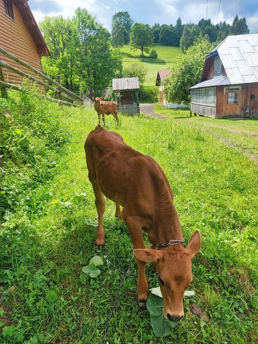 Продамо телят !!!