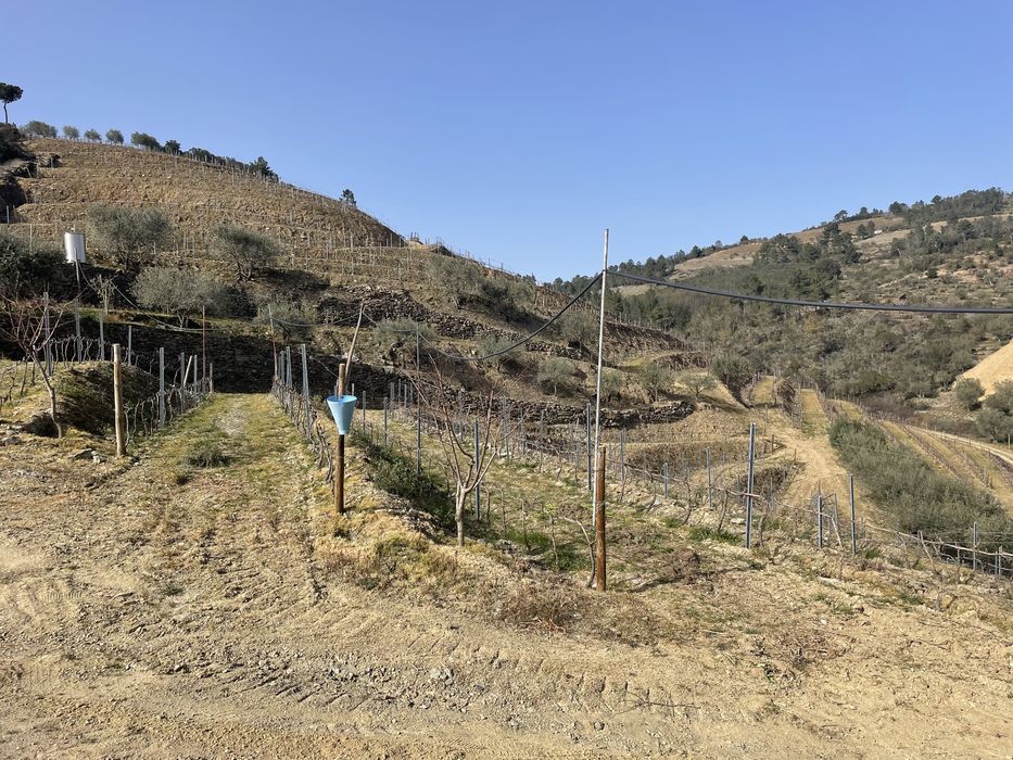 Quinta no coração do douro
