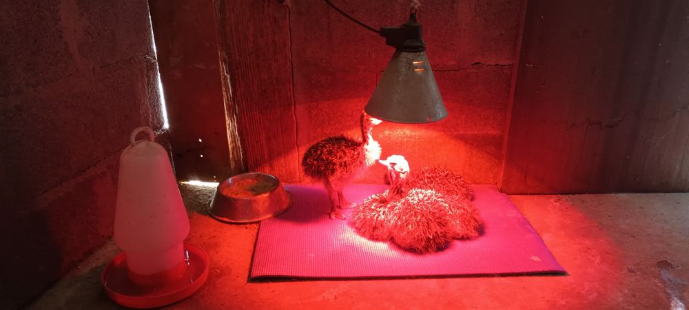 Pintos de Aves E ovos