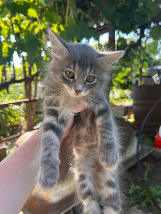 Отдам в хорошие руки котят