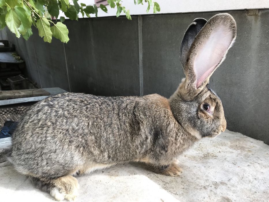 Кролики породи фландр.