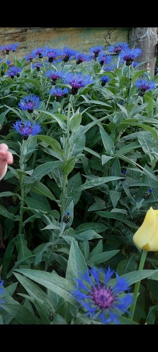 Продам квіти волошки