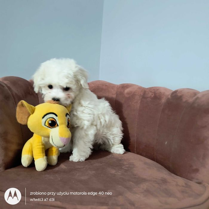 Bichon Frise - biała kuleczka