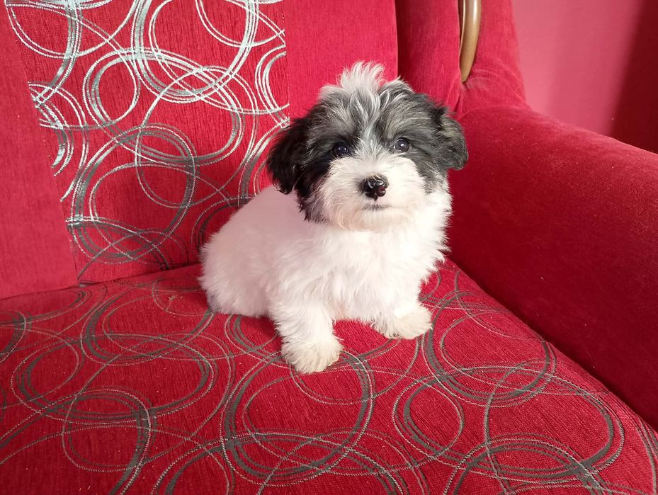 Morkie&Maltanczyk&York