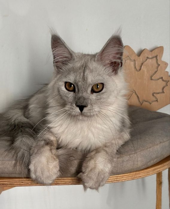 Kotka Maine coon czarna ze srebrem shaded