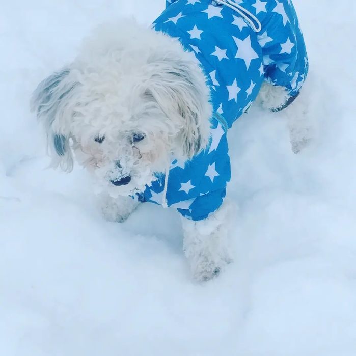 Потеряна собака!