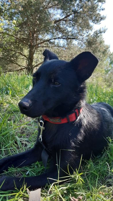 Śliczny młody piesek Charlie do adopcji ze schroniska.