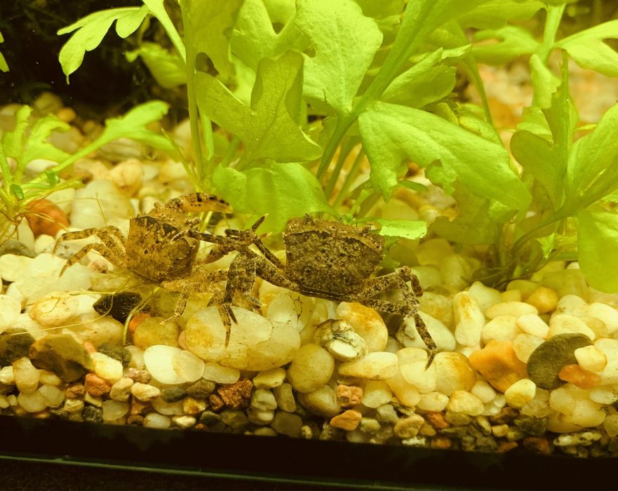 Krab wodny Mekhong thelphusa - Mini krab
