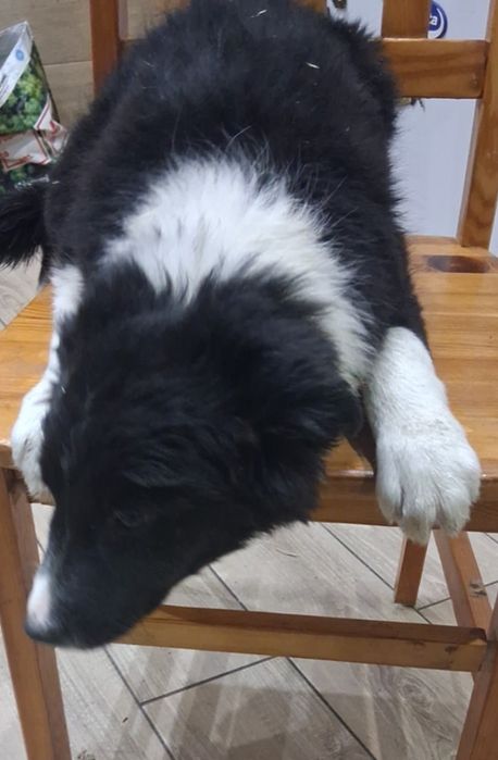 Piesek border collie