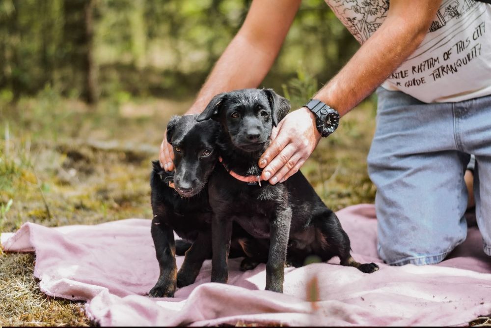 Bolek i Lolek polecają się do adopcji