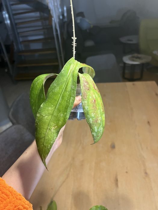 Hoja AFF. Phyllura ( AFF. Clemensiorum , SP. ABBAS ) Kolekcjonerska