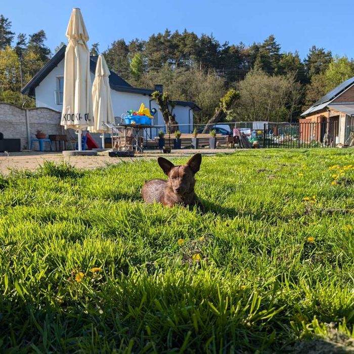 Czekoladowa Mimi  -  prawie roczna sunia czeka na swój dom