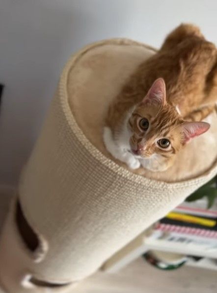 Zolux Drapak Dla Kota Wieża Beczka Z Sizalu Oliver Szary 115Cm DUŻA