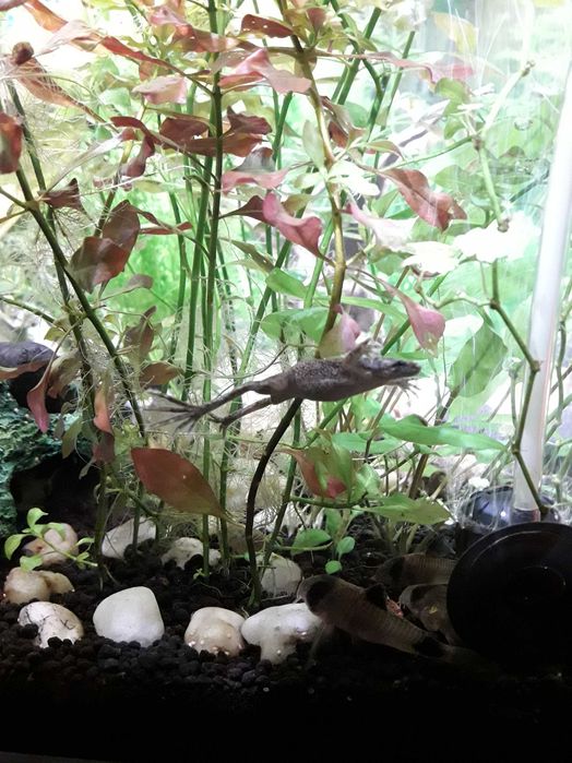 Ludwigia Repens - roślina akwariowa