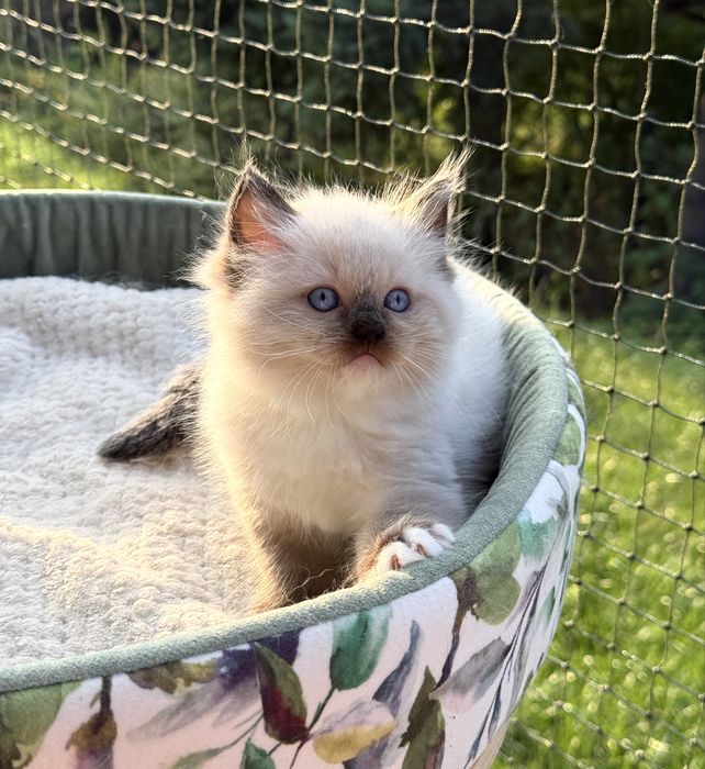 Profesjonalna hodowla kotów Ragdoll - właściwy wygląd i charakter