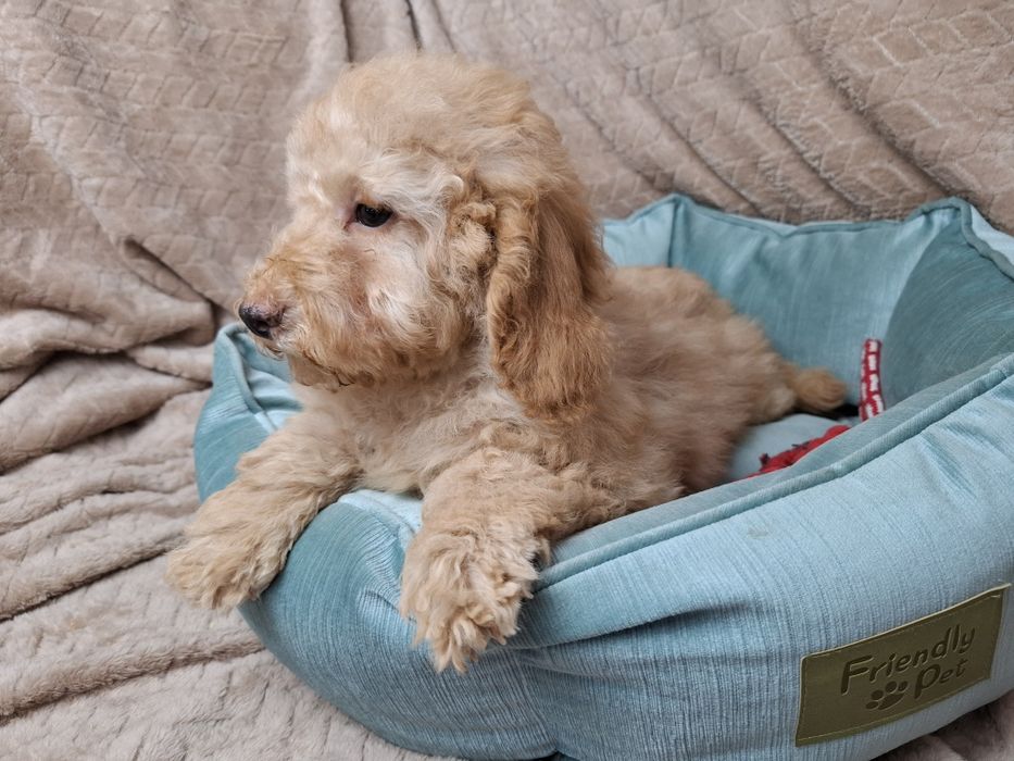 pudel miniaturowy piesek