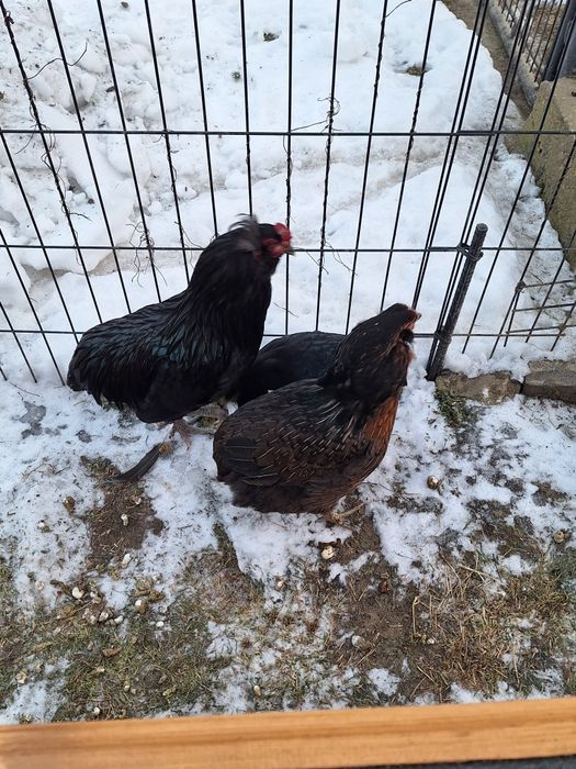 Jaja legowe kur araucany, kury araucana.