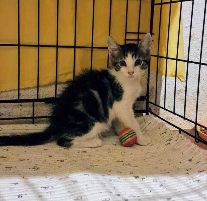 Gato bebé para adoção consciente