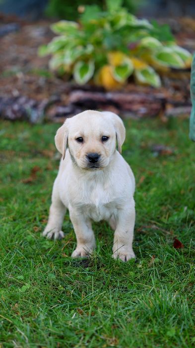 Szczeniaki Rasy Labrador