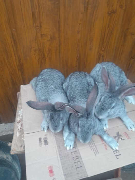 Кролики молодняк