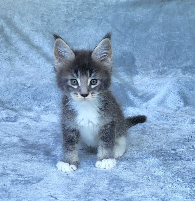 Kocurek Maine coon z rodowodem FPL