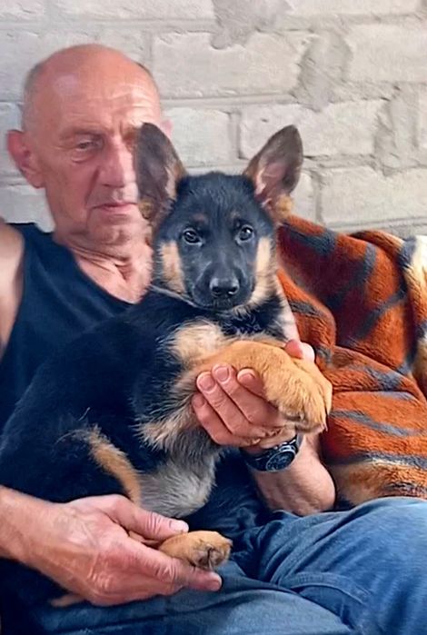 Питомник предлогает щенков 2,5 месяца.