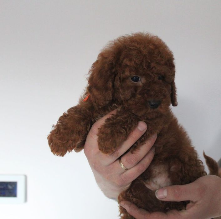 *Charlie* uroczy piesek pudel toy/mini