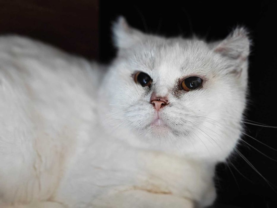 Біла киця шиншила Сніжинка чекає на свою людину! кішка кіт кошеня